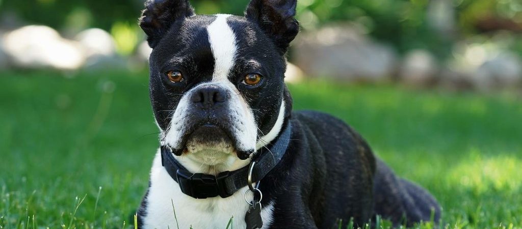boston terrier on lawn