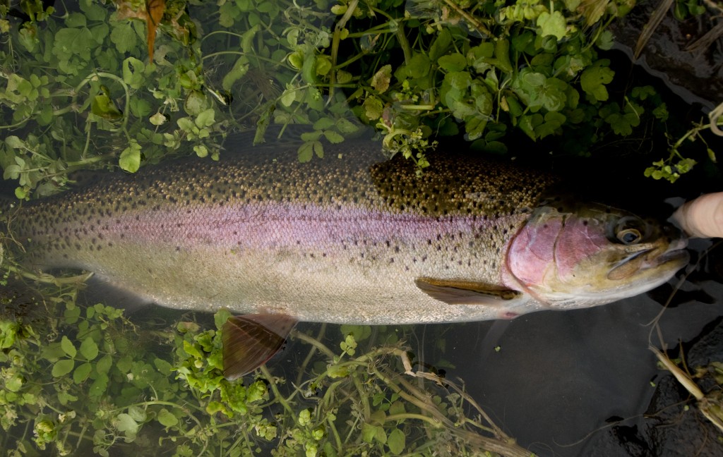 Photo Credit: "Rock Ford trout" by Scott Butner