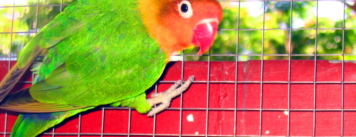 caged-bird