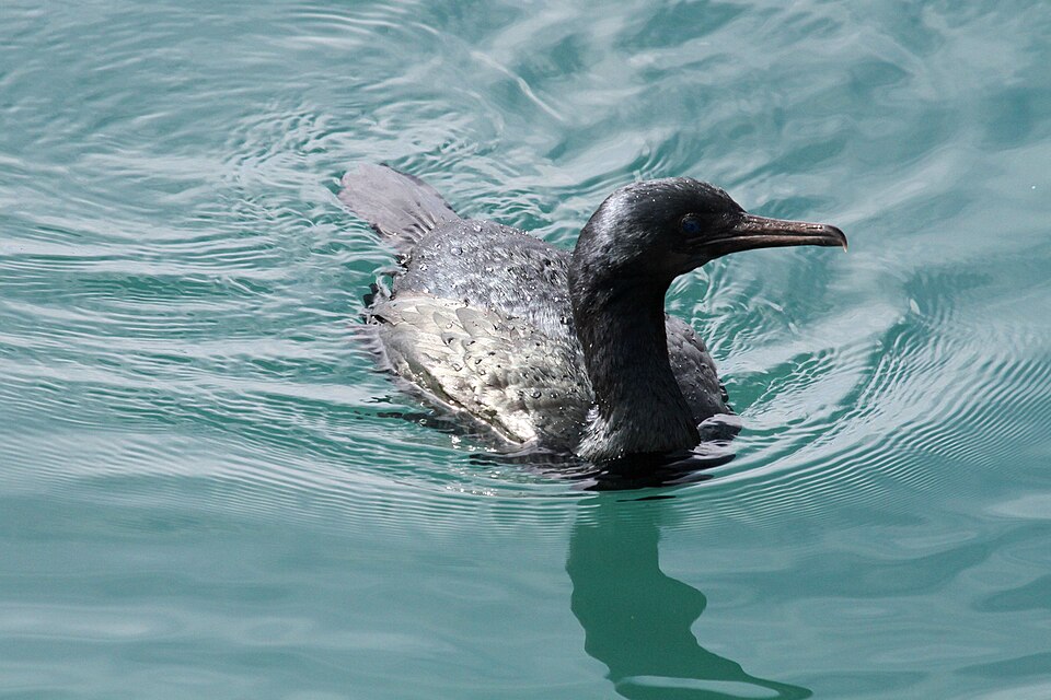 File:Pelagic Cormorant - Flickr - GregTheBusker.jpg