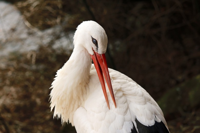 "White Stork Preening"